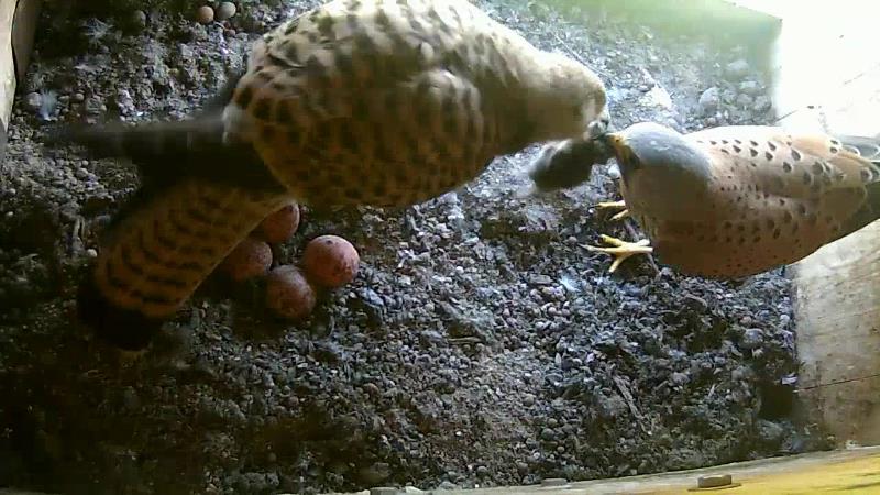 Viertes Ei ist gelegt.