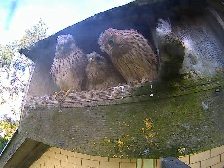 Drei Junge am Kastenrand