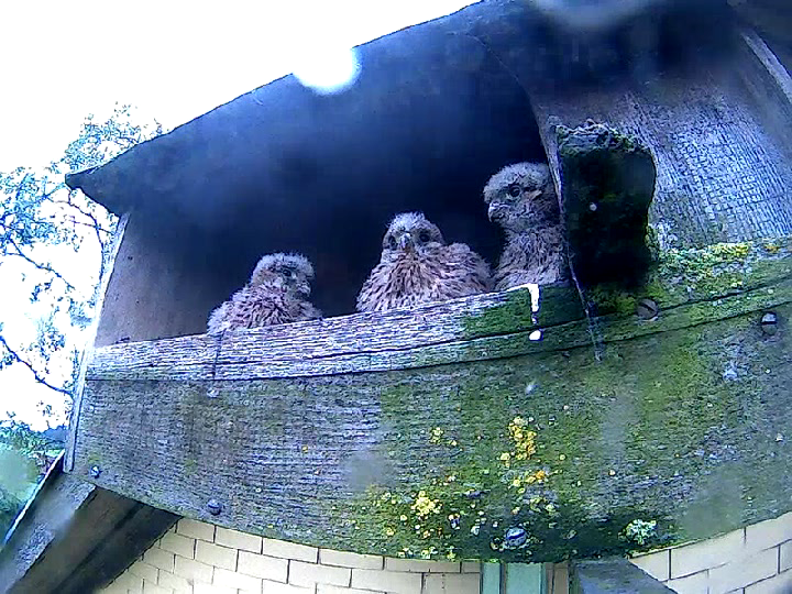 3 Falken sind 25 Tage alt