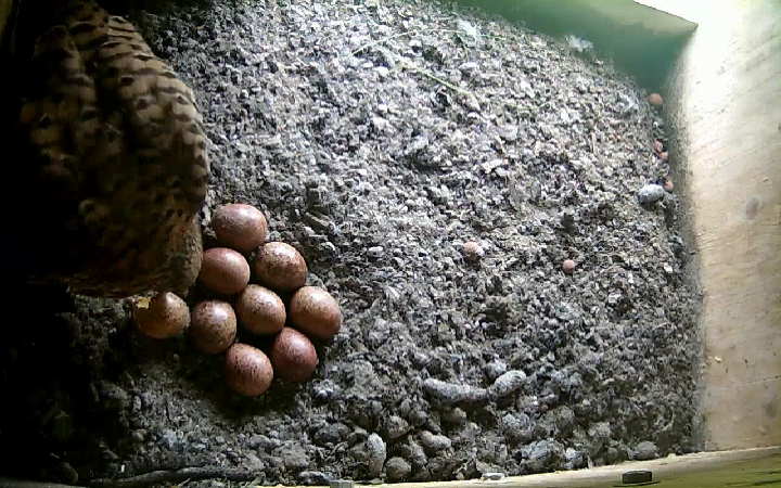 Es sind wieder fünf Eier