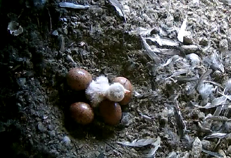 Das erste schlüpft am 16.6.24