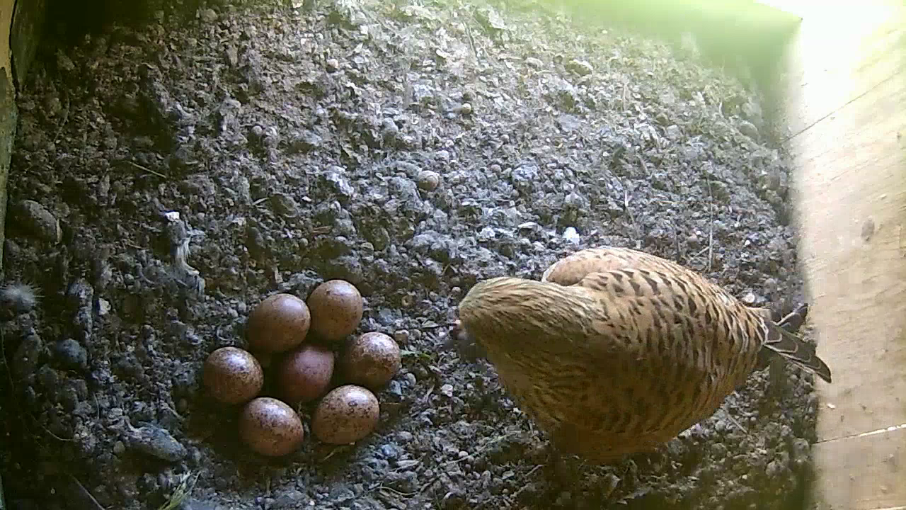 Das siebte Ei ist da