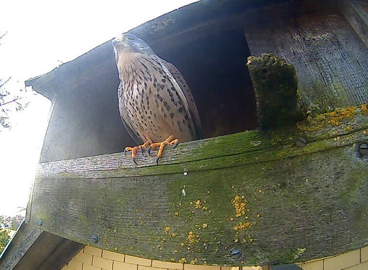 Der Falke ist zurück am 7.3.26